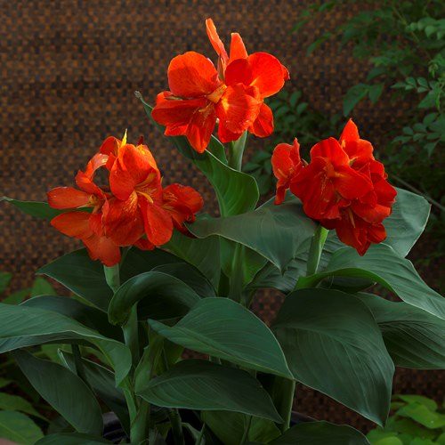 Canna Tropical Scarlet (dwarf) - Pb6.5 (40/50)