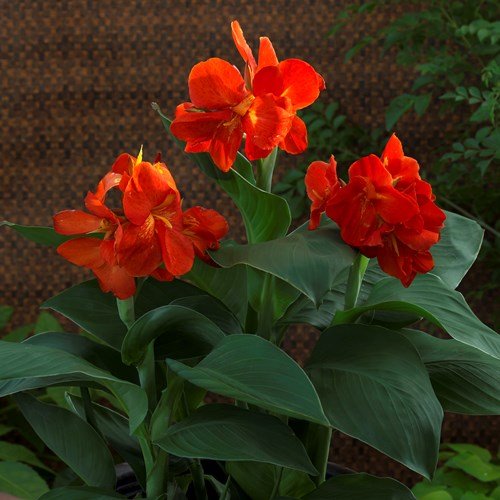 Canna Tropical Scarlet (dwarf) - Pb6.5 (40/50) - Image 2
