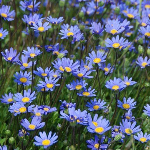 Felicia Blue Star - Pb6.5