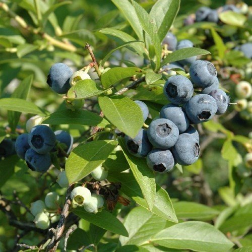 Blueberry Tifblue - 2Ltr - Image 2