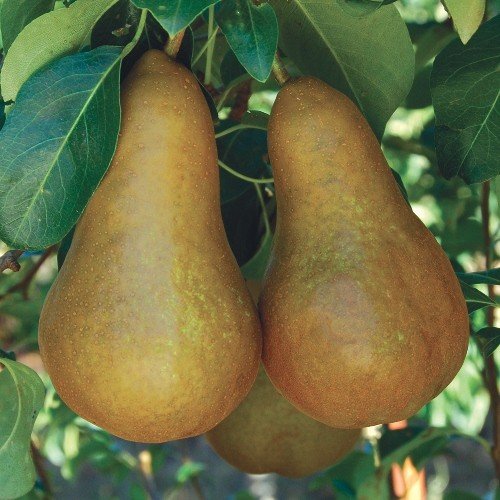 Pear Beurre Bosc - Pb18 - Image 2