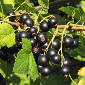 Blackcurrant Magnus - Pb6.5