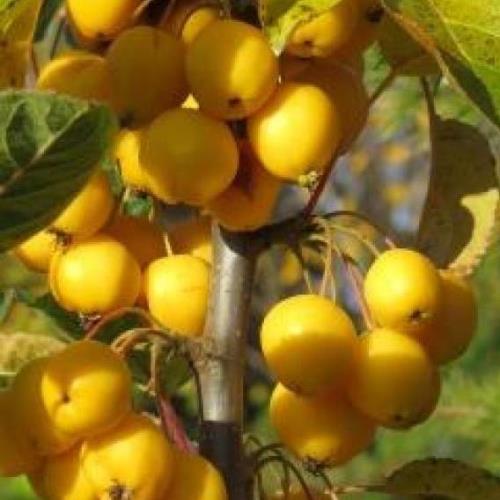 Malus Gibbs Golden Gage, Crabapple - Pb12 - Image 2