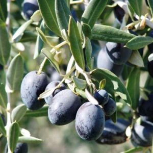 Olive Leccino - 1.5Ltr/2.5Ltr (70/140)