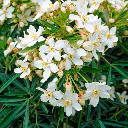 Choisya t. Aztec Pearl - Pb5