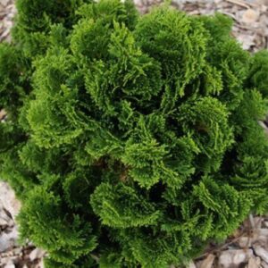Chamaecyparis obtusa Nana - 1.9ltr (10/12)