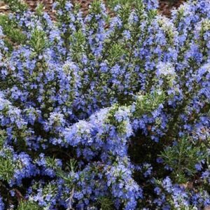 Rosmarinus Chef's Choice - 1Ltr/2Ltr