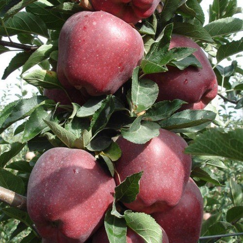 Apple Red Delicious - Pb12 - Image 2