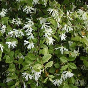 Loropetalum chinense - Pb5/2.5Ltr