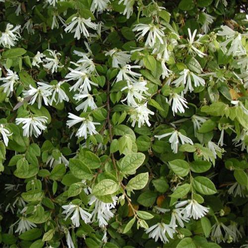 Loropetalum chinense - Pb5/2.5Ltr