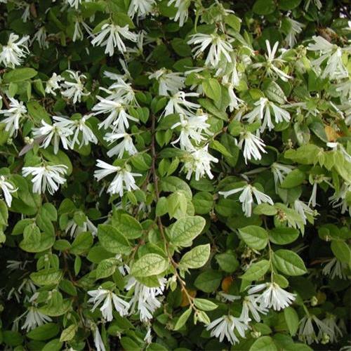 Loropetalum chinense - Pb5/2.5Ltr - Image 2