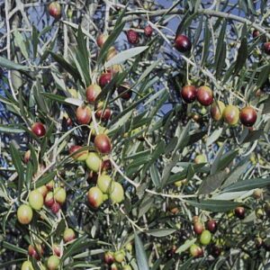 Olive Verdale - 2.5Ltr/3.5Ltr (90/150)