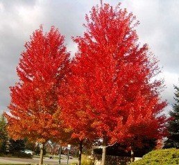 Acer freemanii, Freeman's Maple - Pb12/Pb18