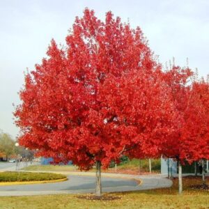 Acer rubrum, Red Maple - Pb12