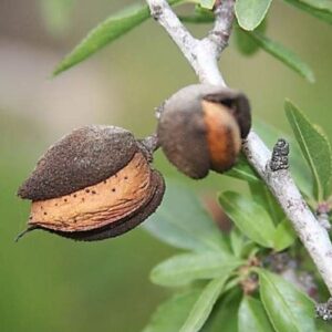 Almond Monovale - Pb18