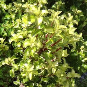Pittosporum Reflections - 2.5Ltr (30/50)
