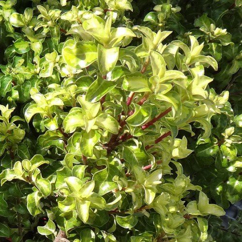 Pittosporum Reflections - 2.5Ltr (30/50)