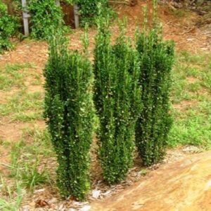 Ilex crenata Sky Pencil - Pb6.5/3.3Ltr (50/60)