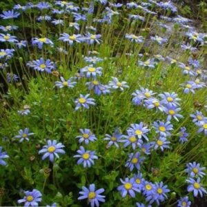 Felicia amelloides - Pb5