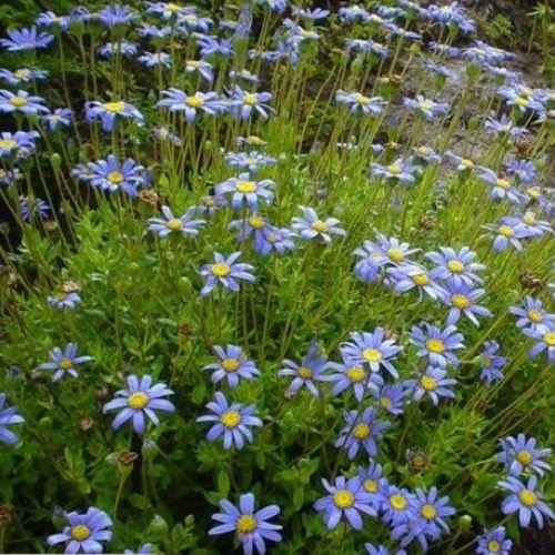 Felicia amelloides - Pb5