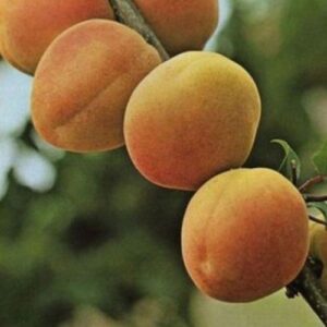 Apricot Royal Rosa - Pb18