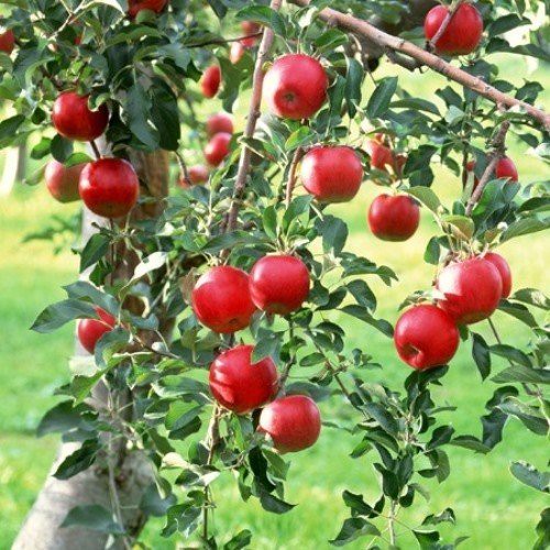 Apple Early Strawberry - Pb12