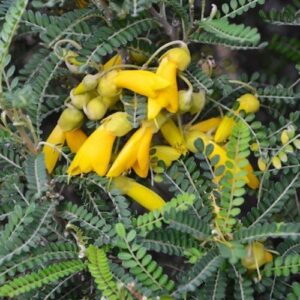 Sophora tetraptera, Kowhai - Pot