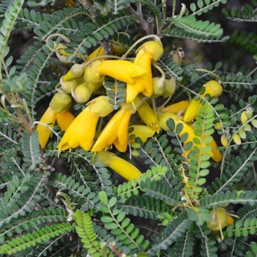 Sophora tetraptera, Kowhai - Pb8/Pb12