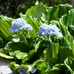 Myosotidium hortensia, Chatham Island Forget-Me-Not - Pb5
