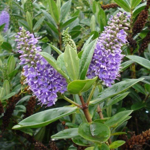 Hebe Wiri Image - Pb5 - Image 2