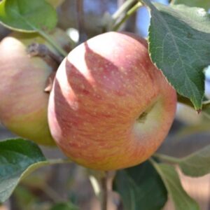 Apple Northern Spy - Pb12