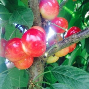 Cherry Rainier - Pb12