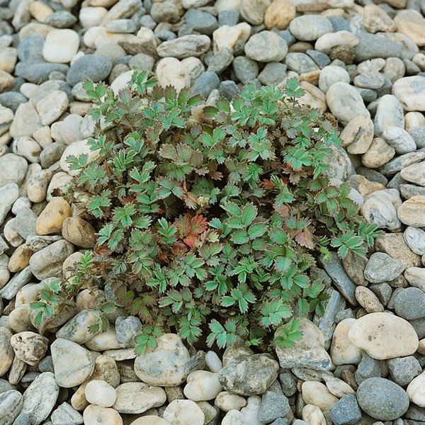 Acaena caesiiglauca - 1.3Ltr - Image 2