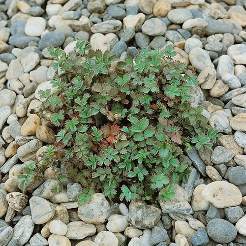 Acaena caesiiglauca - 1.3Ltr