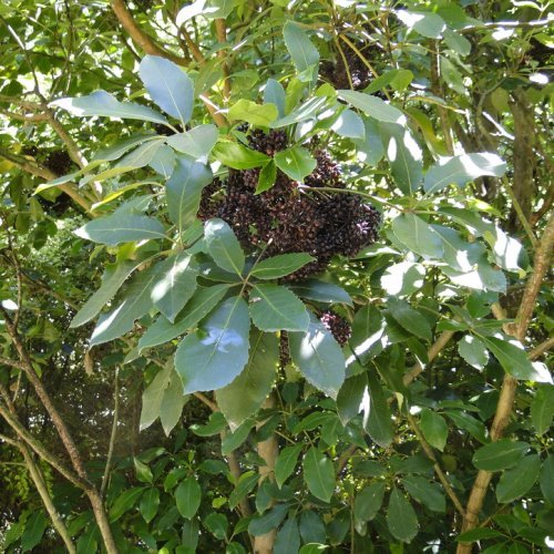 Pseudopanax arboreus, Five Finger - Pb6.5 - Image 2