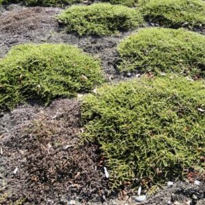 Coprosma Hawera - Pot