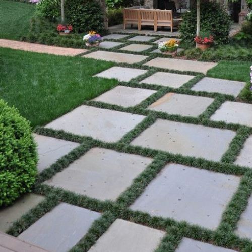 Ophiopogon jap. Nana, Dwarf Turf Lily - Tube - Image 2