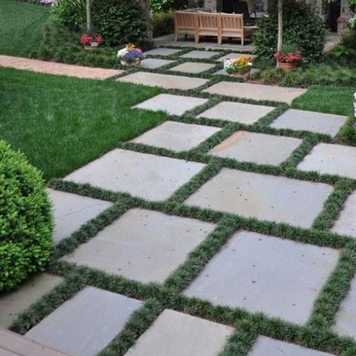 Ophiopogon jap. Nana, Dwarf Turf Lily - Tube