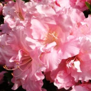 Azalea Betty Anne Voss - 1Ltr/1.25Ltr