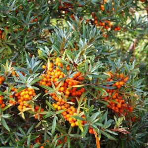 Hippophae rhamnoides - 2Ltr