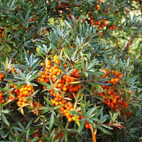 Hippophae rhamnoides - 2Ltr