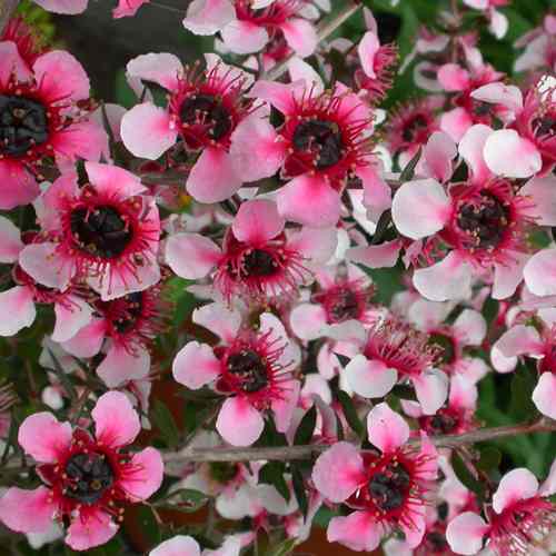 Leptospermum Mesmer Eyes, Manuka - 3.5Ltr (30/50)