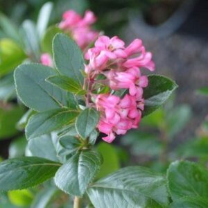 Escallonia Pink Pyramid - Pb5/Pb6.5