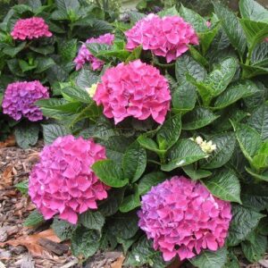 Hydrangea Venice - Pb6.5