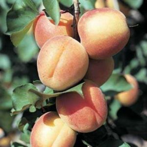 Apricot Castlebrite - Pb18