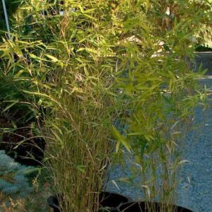 Bambusa Wang Tsai - Pb6.5 (40/80)