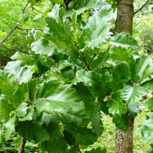 Quercus afares, Algerian Oak - Pb12