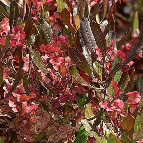 Dodonaea Purpurea, Purple Hop Bush - Pb6.5 (50/70) - Image 2
