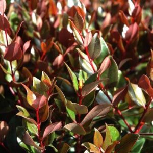 Metrosideros Kawa Copper, Rata - 2.5Ltr/3.5Ltr (90/110)