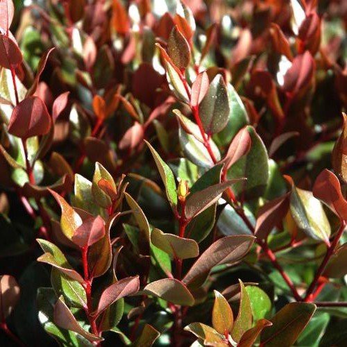 Metrosideros Kawa Copper, Rata - 2.5Ltr/3.5Ltr (90/110)